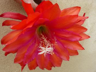 Epicactus-Hybriden Gigantic Gundela 