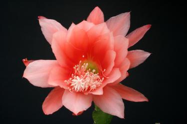 Epicactus-Hybriden Gloria Paetz 