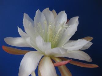 Epicactus-Hybriden Gold Myst 