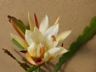 Epicactus-Hybriden Limehouse 