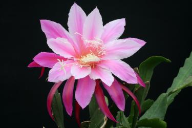 Epicactus-Hybriden Grace Ann 