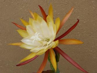 Epicactus-Hybriden Grand Empress 