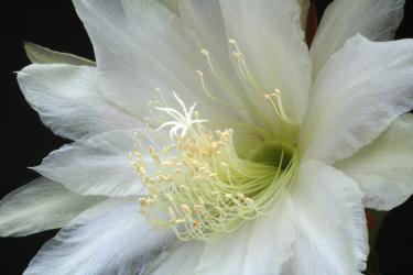 Epicactus-Hybriden Green Ice 