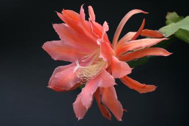 Epicactus-Hybriden Gypsy Queen 