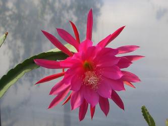 Epicactus-Hybriden Frau H. M. Wegener 