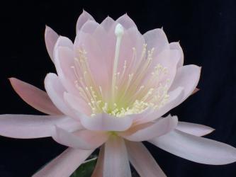 Epicactus-Hybriden Haageanus 