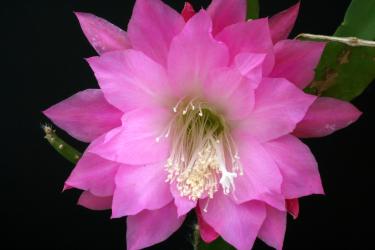 Epicactus-Hybriden Hanni Paetz 