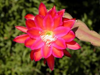 Epicactus-Hybriden Hans Herick ESA13000 