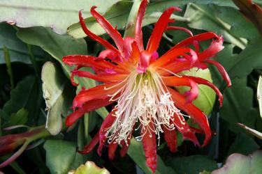 Epicactus-Hybriden Heather Leigh 