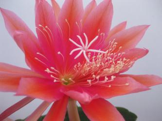 Epicactus-Hybriden Heather Rose 