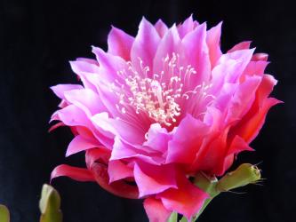 Epicactus-Hybriden Heaven Sent 