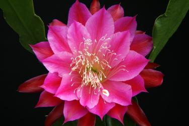 Epicactus-Hybriden Heike Paetz 