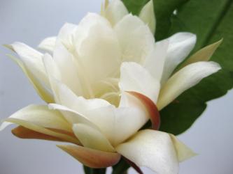 Epicactus-Hybriden Helianthus 