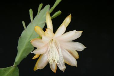 Epiphyllum Blattkakteen Epicactus "Henny" Jungpflanzen 
