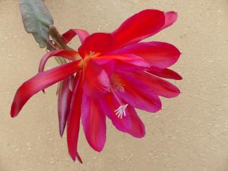 Epicactus-Hybriden Homer 