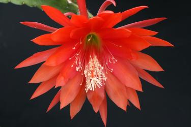 Epicactus-Hybriden Hungaria 