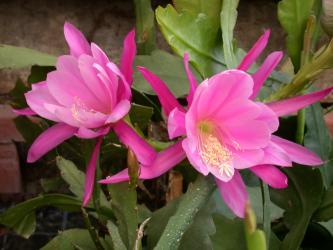 Epicactus-Hybriden Hunsrück Charme 