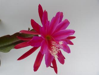 Epicactus-Hybriden Hunsrück Debut 