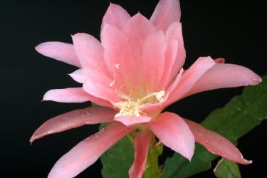 Epicactus-Hybriden Ice Wonder 