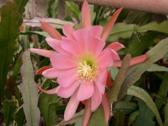 Epicactus-Hybriden Incredible 