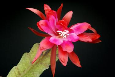 Epicactus-Hybriden Instant Karma 