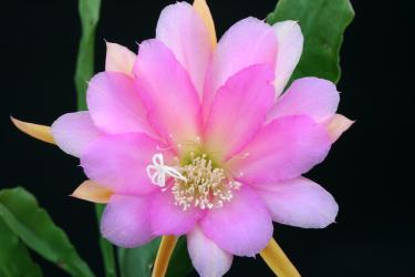 Epicactus-Hybriden Irena Paetz 