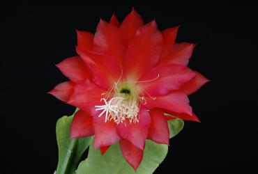 Epicactus-Hybriden Iris Paetz 