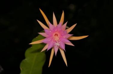 Epicactus-Hybriden Jalisco Cheer ESA14624 