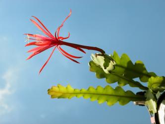 Epicactus-Hybriden Jalisco Disco ESA13176 