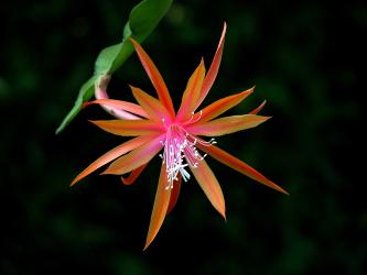 Epicactus-Hybriden Jalisco Joy ESA13405 