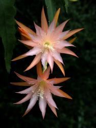 Epicactus-Hybriden Jalisco Queen ESA13407 