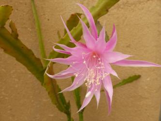 Epicactus-Hybriden Jan Paetz 