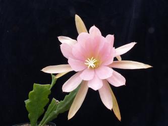 Epicactus-Hybriden Jenkinsonii 