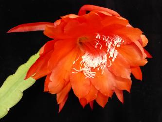 Epicactus-Hybriden Jersey Beauty 