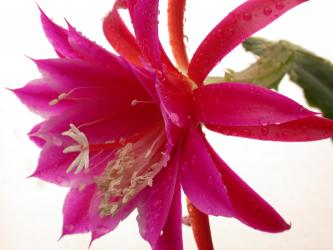 Epicactus-Hybriden Jimmi Paetz 