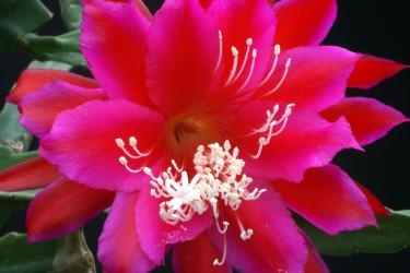 Epicactus-Hybriden Johann Paetz 