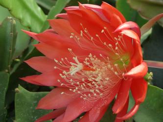 Epicactus-Hybriden Johann Strauß 