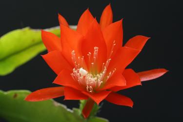 Epicactus-Hybriden José Paetz 