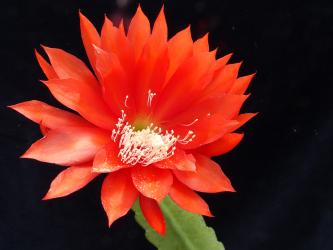 Epicactus-Hybriden Jubiläum 1947 