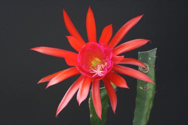 Epicactus-Hybriden Judith Paetz 