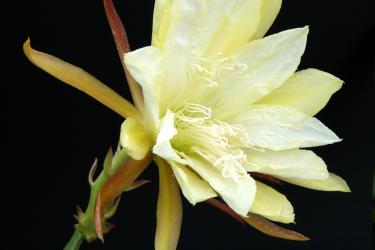 Epicactus-Hybriden Judy C. 