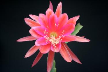 Epicactus-Hybriden Julie 