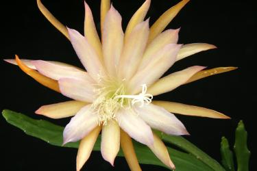 Epicactus-Hybriden Just Arrived 