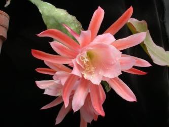 Epicactus-Hybriden Jutta 