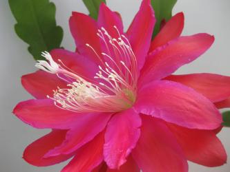 Epicactus-Hybriden Kahana 