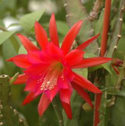 Epicactus-Hybriden Karolin Paetz 