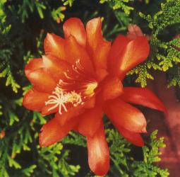 Epicactus-Hybriden Katrin Paetz 