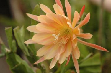 Epicactus-Hybriden King Midas 