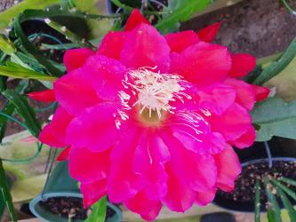 Epicactus-Hybriden Kiwi Angels Voices 