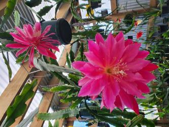 Epicactus-Hybriden Kiwi Aztec Feathers 